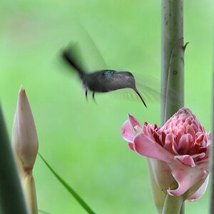 Schwarzohr Schmuckkolibri (Black eared emerald)
Rockview Lodge, Annai
3425