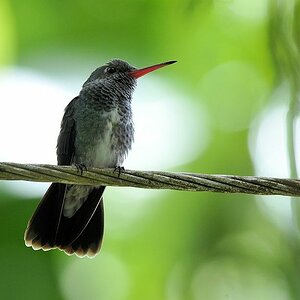 Schwarzohr Schmuckkolibri (Black eared emerald)
Rockview Lodge, Annai
2962