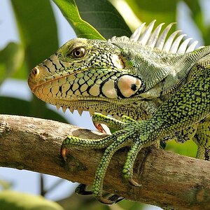Leguan (Iguana)
Rock View Lodge, Annai
3197