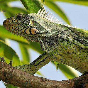 Leguan (Iguana)
Rock View Lodge, Annai
3182a