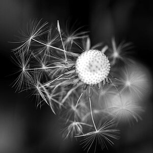 Taraxacum officinale.3