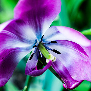 Tulipa Cultivars.6.