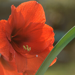 Amaryllis in der Abendsonne