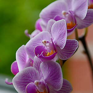 DSC 9283 Orchidee