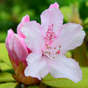 DSC 9392 Rhododendron