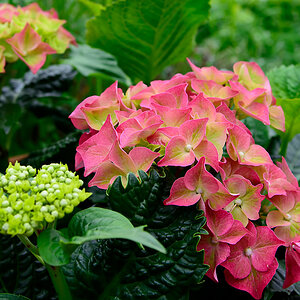 DSC 9288 Hortensie