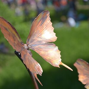 kupferfarbener Schmetterling
Flachsmarkt Krefeld Linn 2013