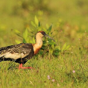 Weißhalsibis (Buff Necked Ibis)
Rockview lodge, Annai
3655
