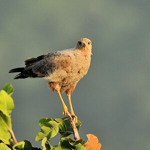 Savannenbussard (Savanna Hawk)
Rockview Lodge, Annai
3641