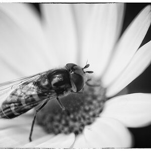 AnflugDSC 0123