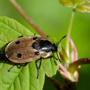 Xylodrepa quadripunctata Linnaeus