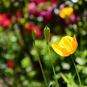 Mohn