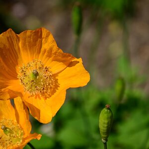 Kalifornischer Goldmohn