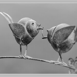 Der frühe Vogel