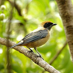 Drosseltangare (Burnisched Buff Tanager)
Rockview Lodge, Annai
3761