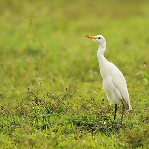 Kuhreiher (Cattle Egret)
Rockview Lodge, Annai
4023