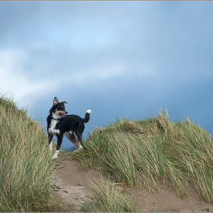 hund1
