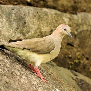 Graustirntaube (Grey Fronted Dove) ???
Rockview Lodge, Annai
4059