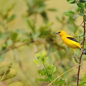 Orangebrusttrupai (Yellow Oriole)
Rockview Lodge, Annai
3897