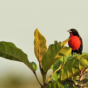 Rotbruststärling (Red Brested Blackbird)
Rockview Lodge, Annai
4216