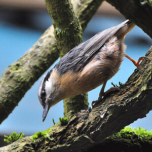 DSC 1363 Kopie