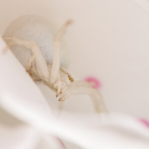 Spinne 1