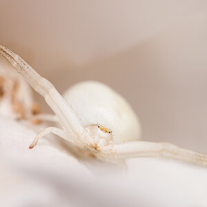 Spinne 2