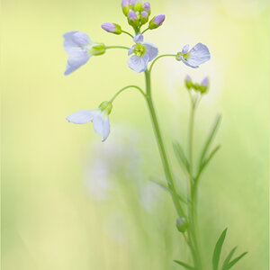 Wiesenschaumkraut