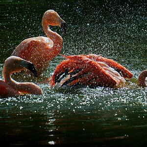 Badende Flamingos -02.06.2013