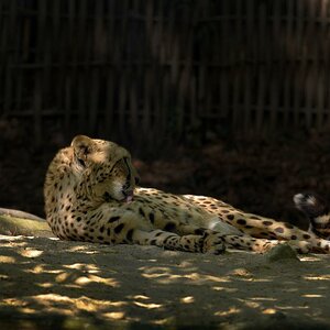 Gepard