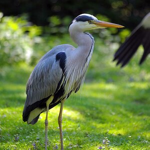 Reiher
