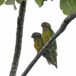 St Thomas Sittich (Brown Throated Parakeet)
Rockview lodge, Annai
4343