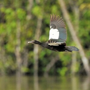 Moschusente (Muscorvy Duck)
Rapununi
4406