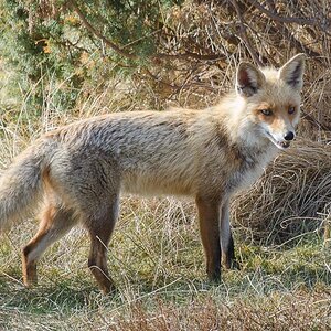 Fuchs