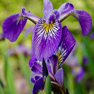 20130613 DSC9425 Schwertlilie Blüte