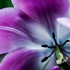 Tulipa Cultivars.11.