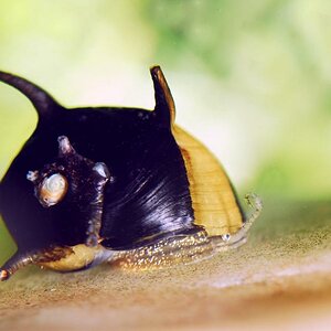 Clithon sp. unterwegs auf Stein im Aquarium. Schnecke ca. 1cm groß