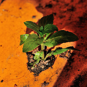 life is everywhere