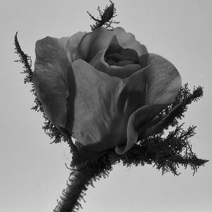 Rosa muscosa