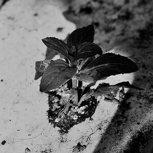 life is everywhere sw