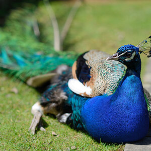 Pfau beim Sonnen