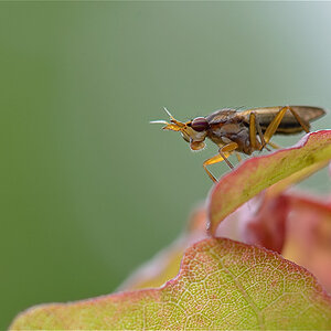 32900hornfliege Limnia unguicornis