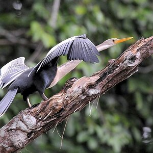 Amerikanischer Schlangenhalsvogel (Anhinga)
Iwokrama Rainforest
9955