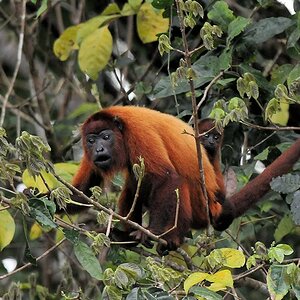 Roter Brüllaffe (Red Howler Monkey)
Iwokrama Rainforest
9995