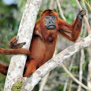 Roter Brüllaffe (Red Howler Monkey)
Iwokrama Rainforest
0207