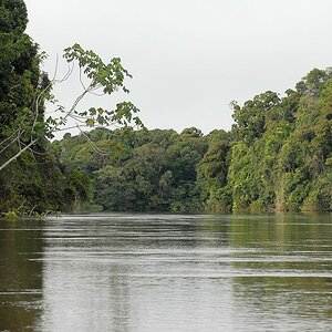 Auf dem Essequibo
Iwokrama Rainforest
4738