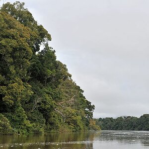 Auf dem Essequibo
Iwokrama Rainforest
0698