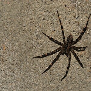 Spinne
Karanmbu
5771