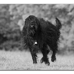 dog sw