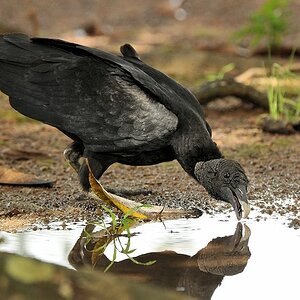 Rabengeier (Black Vulture)
Karanmbu
4451